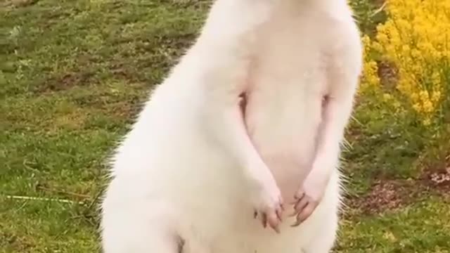 Cute White Kangroo !