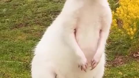 Cute White Kangroo !