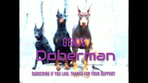 Genje - Doberman