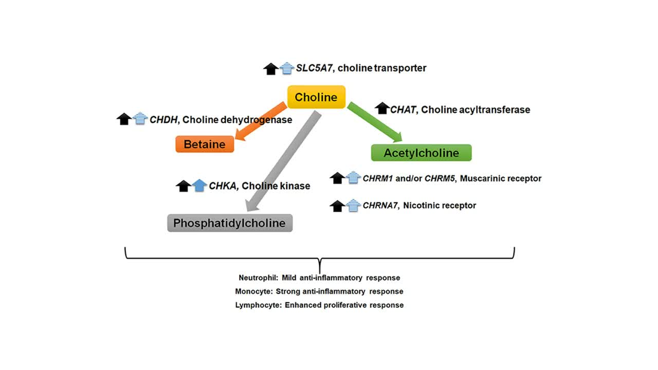 Choline helps improve cognitive performance in the elderly