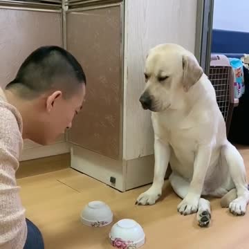 Funny dog, funny animal, funny new trending video