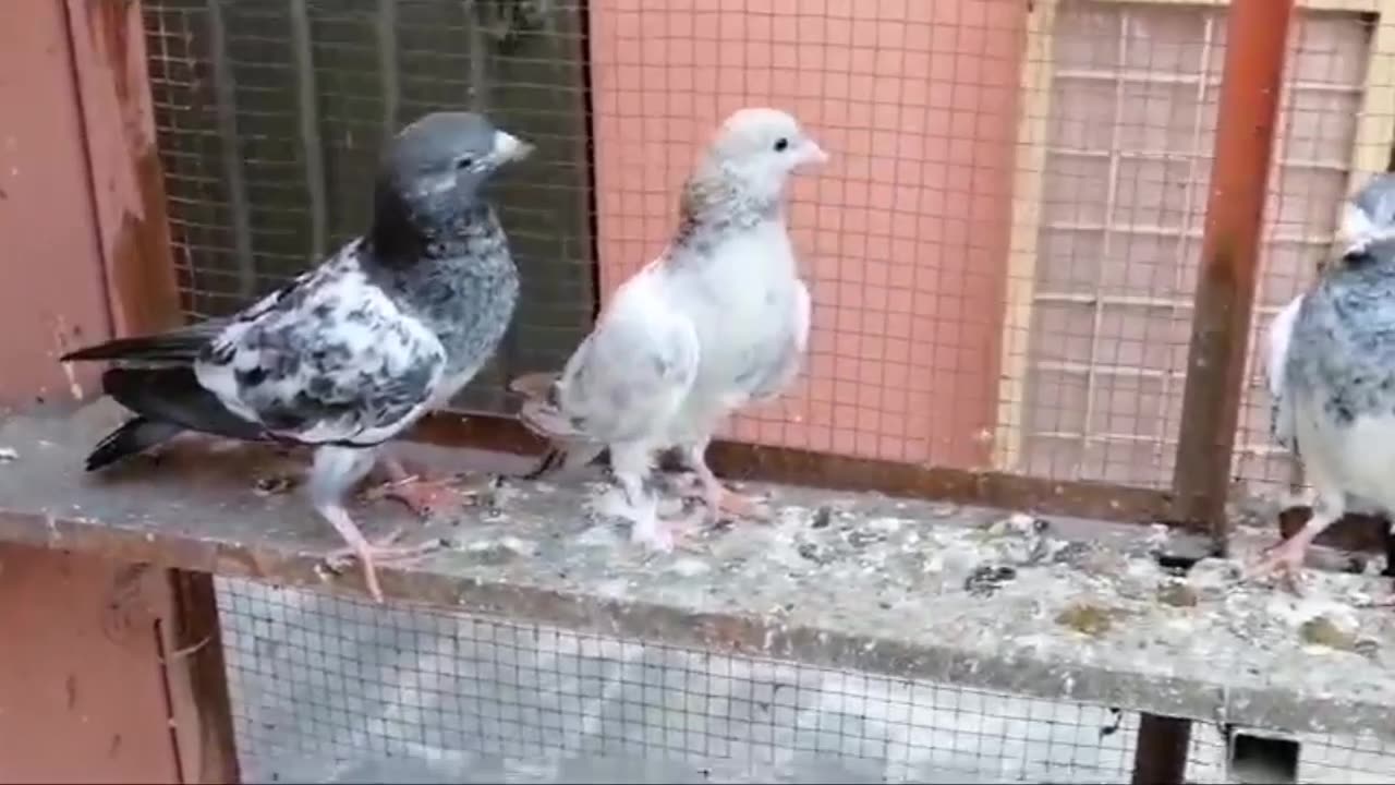 Beautiful pigeon breeder pair best flying tadeey chiks