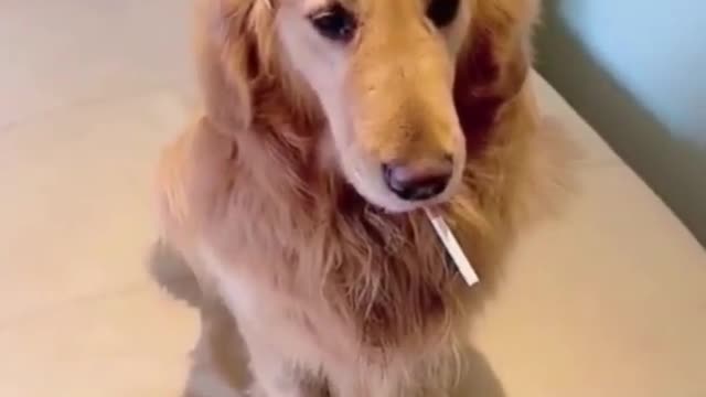 Funny Dog Videos 2022