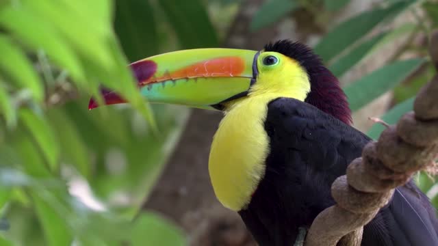 Cuts Toucan l Birds Incredible