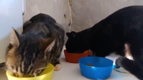 Cats Food Time - Cats Eating Food