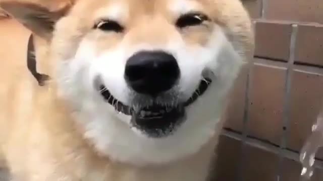 A cute dog showed a healing smile after drinking water