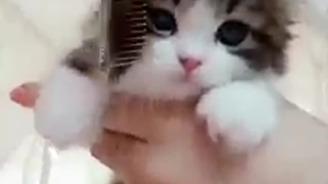 lady meow geting ready for walk