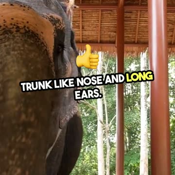 Incredible Finding_ Unique Dog Unveiled!