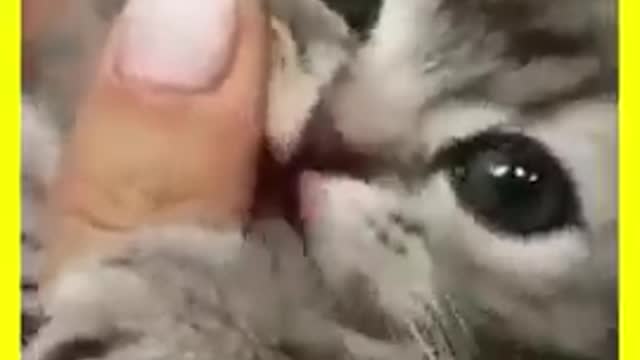 Best cat . funny cat videos 2021