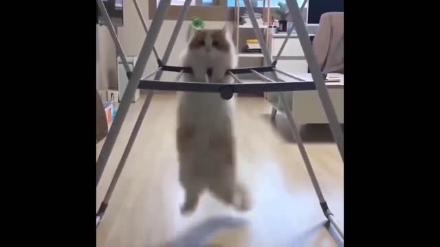 Best Funny Animals Video 2022 - Newest Cats😹 and Dogs🐶 Videos of the Week! #3