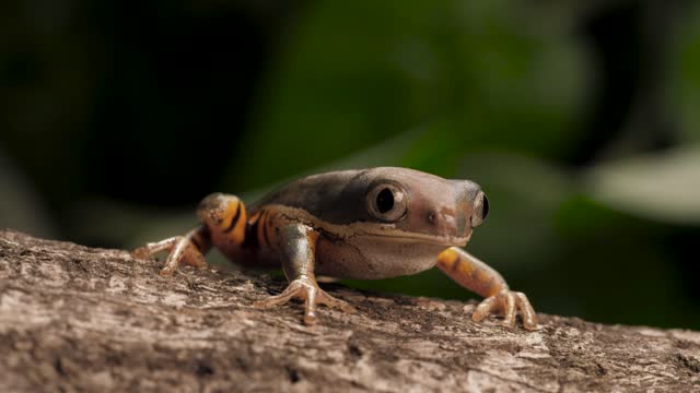 Frog breathing at nature