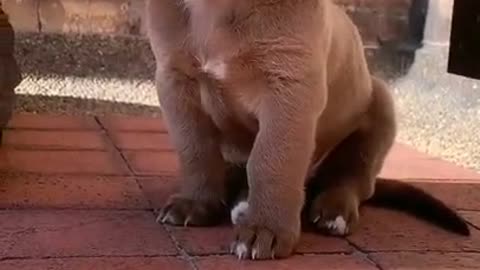 Cute Little puppy