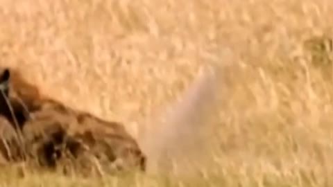 A very experienced hyenas hunt an antelope