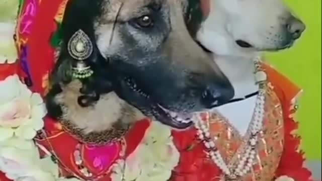 Dog love marriage 😀🤣😂 #dog #doglife