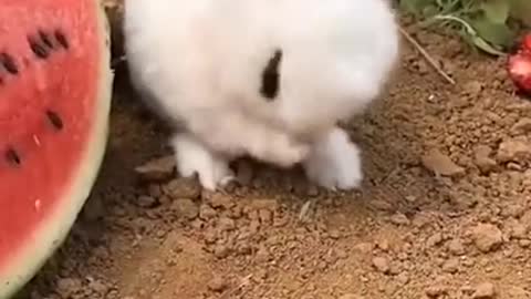 Cute Bunny Eating Watermelon