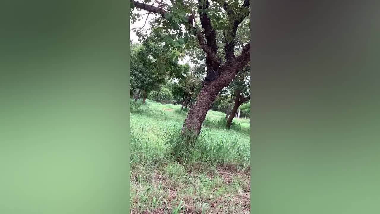 Cat climbs tree behind little birds