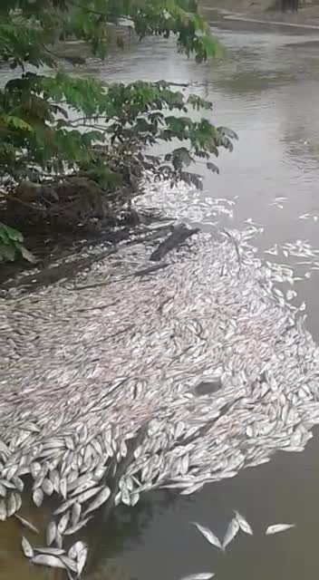 Muerte de peces en el río San Pedro, Montelibano