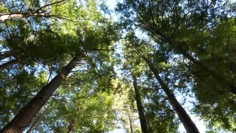 forest trees sky