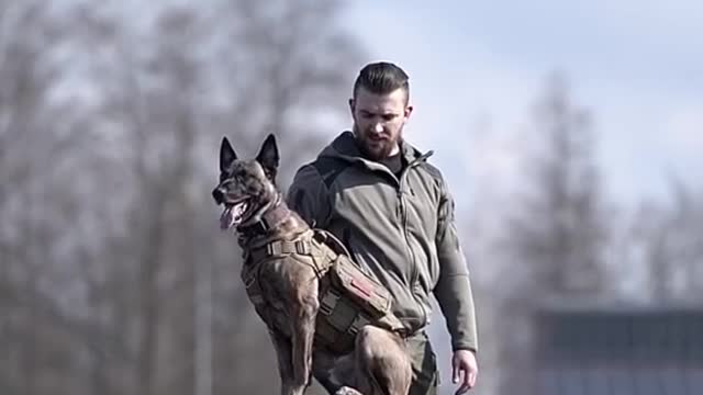 Dog balance training