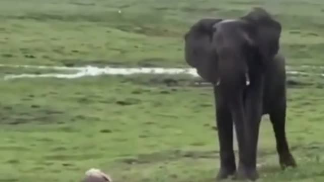 animals voice on pregnent elephant gives brith and ❤tag someone you love! subscriber for me!