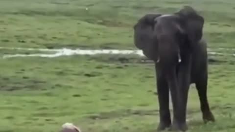 animals voice on pregnent elephant gives brith and ❤tag someone you love! subscriber for me!