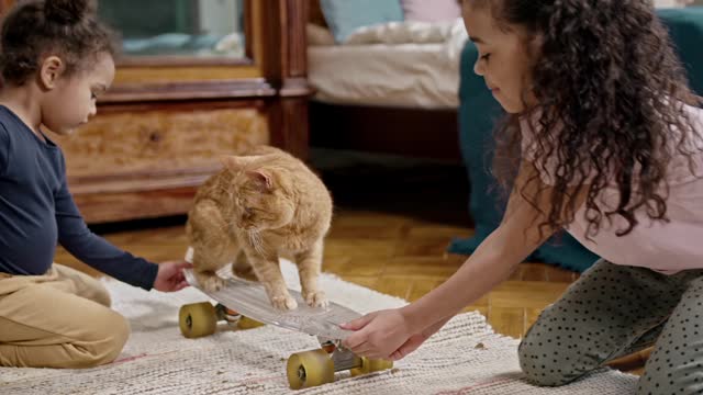 Cat on a skateboard