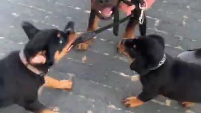 Ultimate Baby Dogs - Cute and Funny Dog Videos Compilation #Shorts