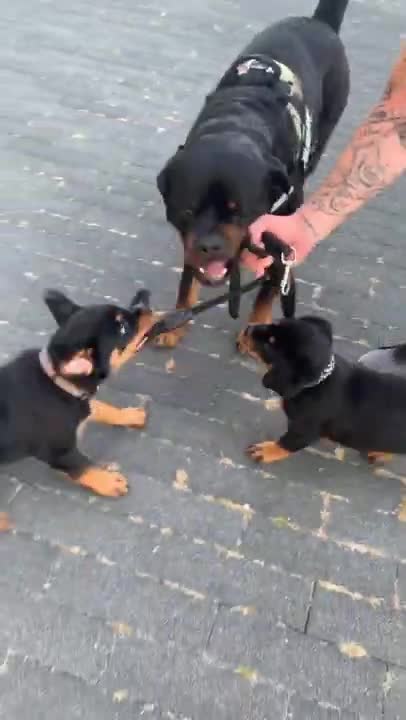 Ultimate Baby Dogs - Cute and Funny Dog Videos Compilation #Shorts