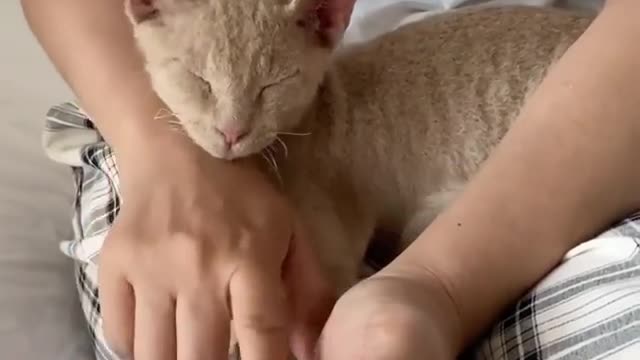 The Typing lullaby 😻