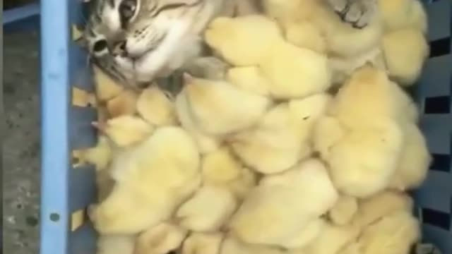 Cat with chick