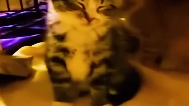 A silly cat