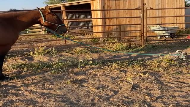 8-Week-Old Puppy Takes Horse for a Walk