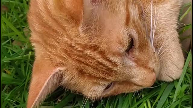 Very relaxed cat
