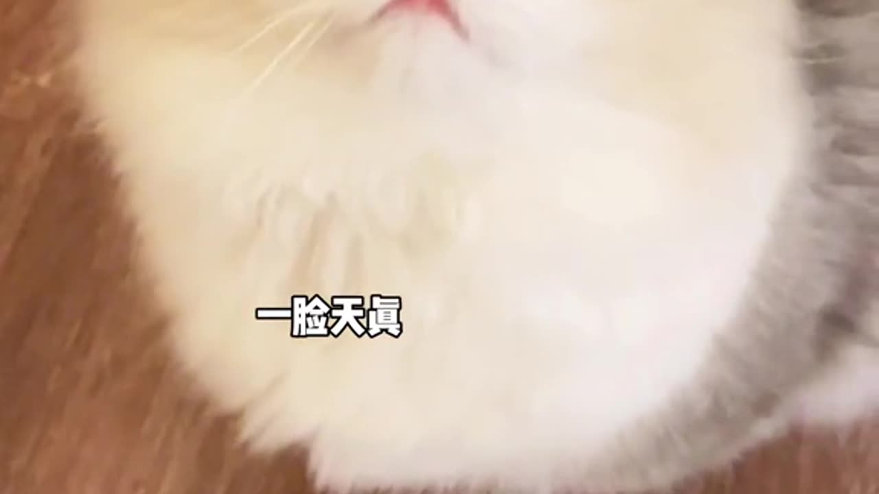 Heartwarming Fun with Cute Fluffy Pets