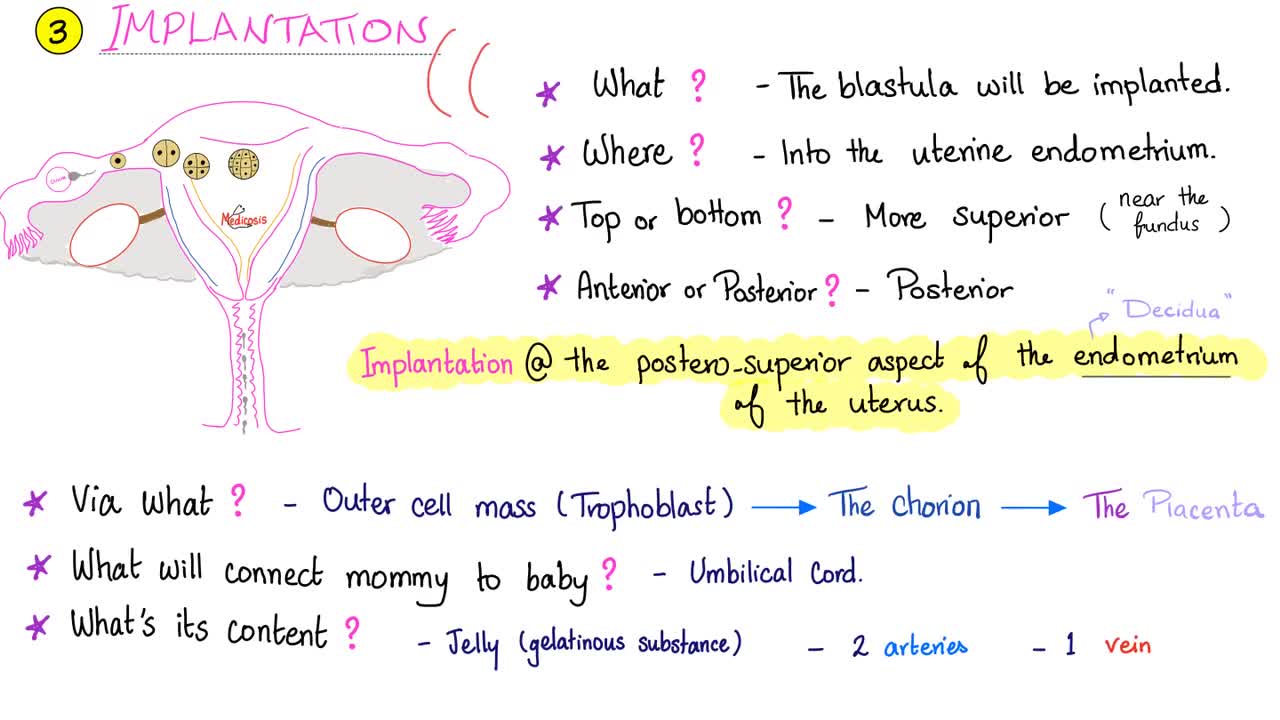 Implantation and Gastrulation | Biology Lectures for MCAT and DAT