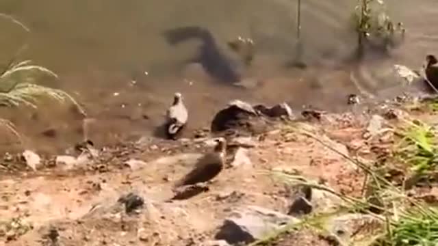 Catfish Grabs Bird