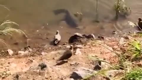 Catfish Grabs Bird