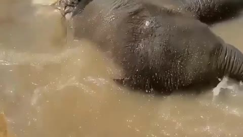 Cute baby Elephant