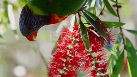 Rainbow park NSW Australia