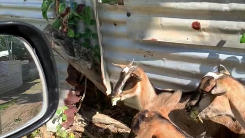 Goats block Drive path