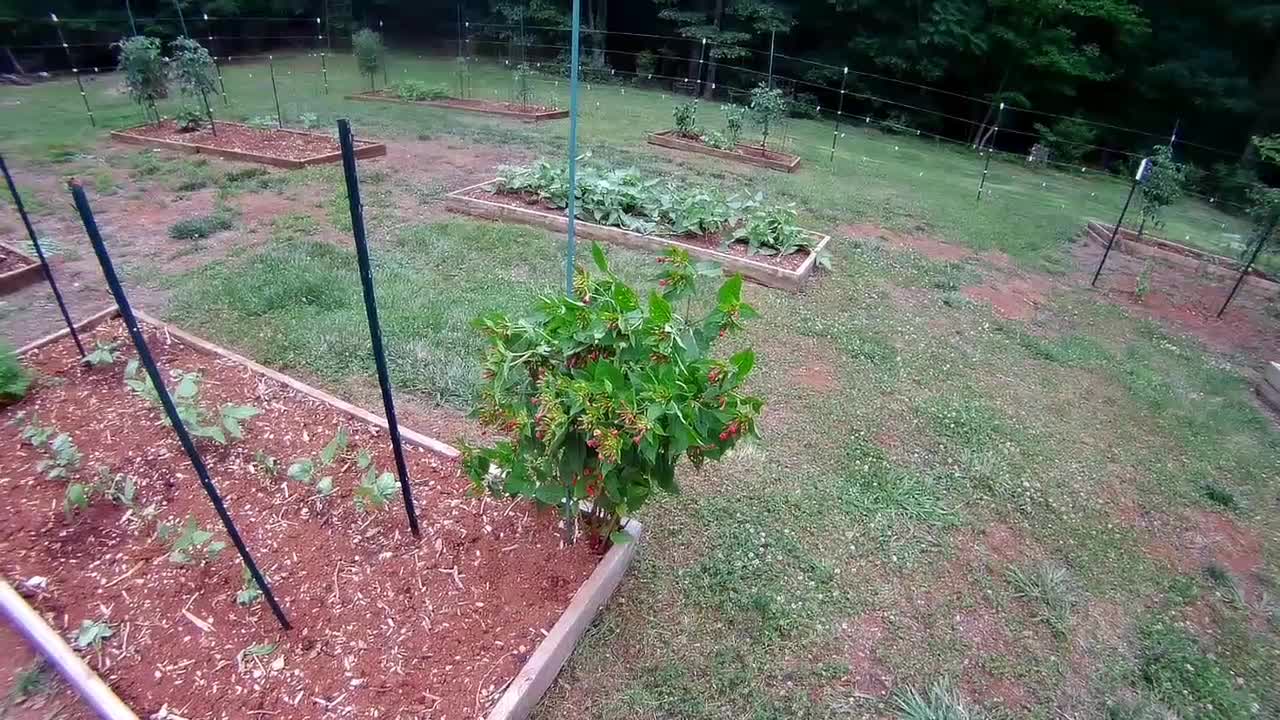 Garden update early July 2021