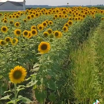 WHY ARE THE SUNFLOWERS ACTING STRANGE LATELY??