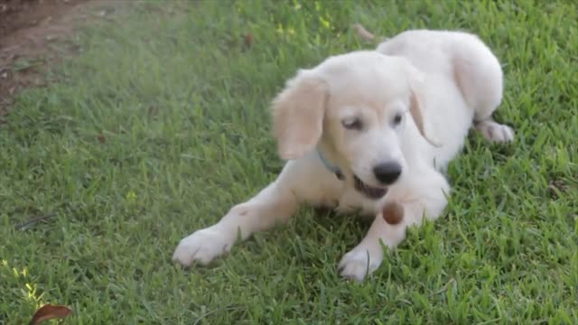 white cute puppy busy in playing