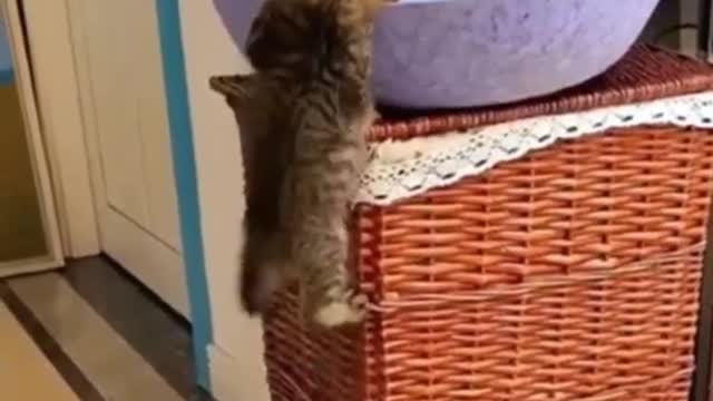 cute cat video