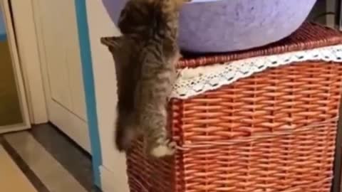 cute cat video