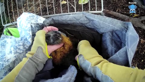 Rescuing a flying-fox in a tree for 2 days this is Donnikens