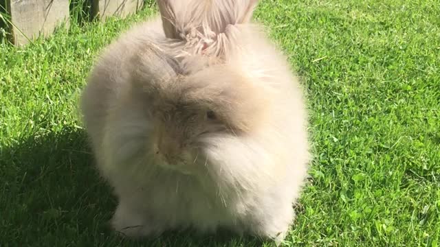Bunny in the back yard