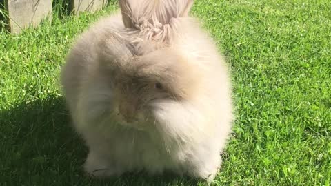 Bunny in the back yard