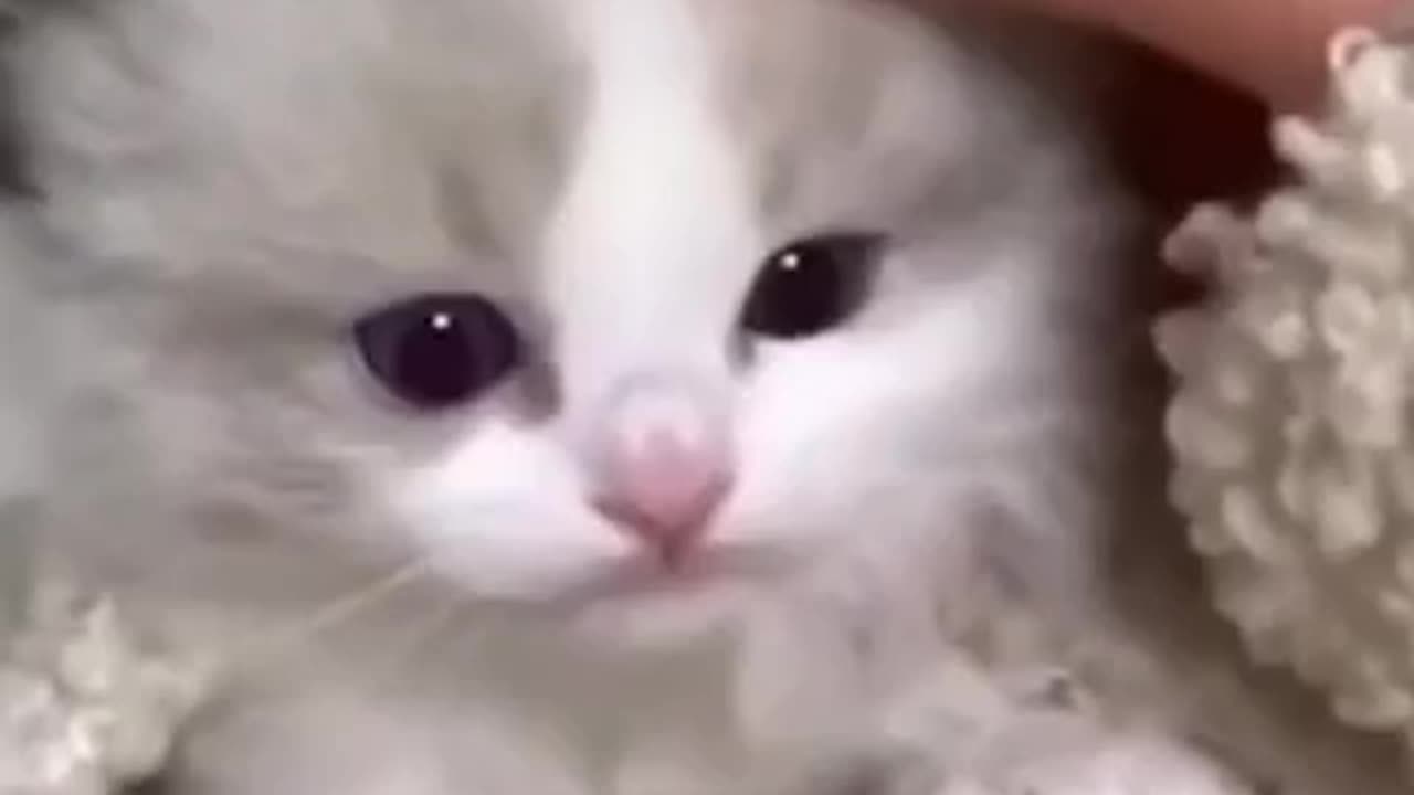 Beautiful cat 🐱 trending video