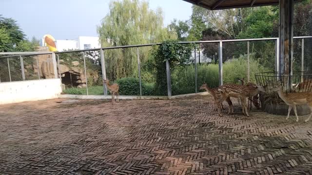 The sika deer in the zoo are also very vigilant